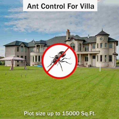 Ant control services