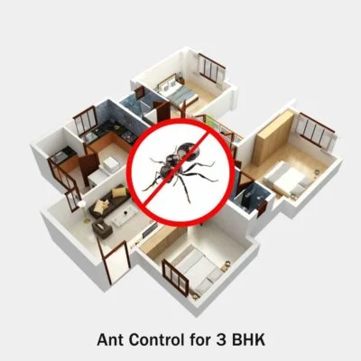 Secure Ant Control Services near me at hygienedunia