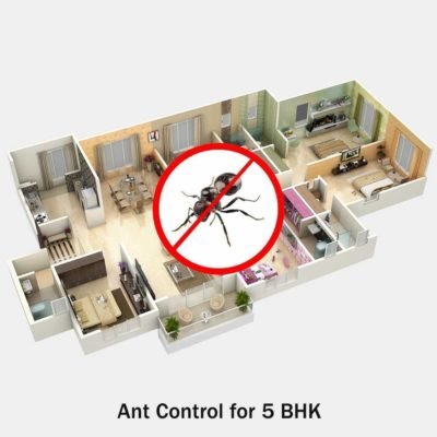 Ant Pest Control for 5 BHK