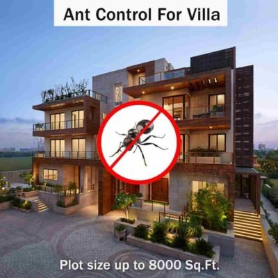 Ant control service for villa near me at Hygienedunia
