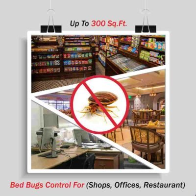 Bed bugs removal service