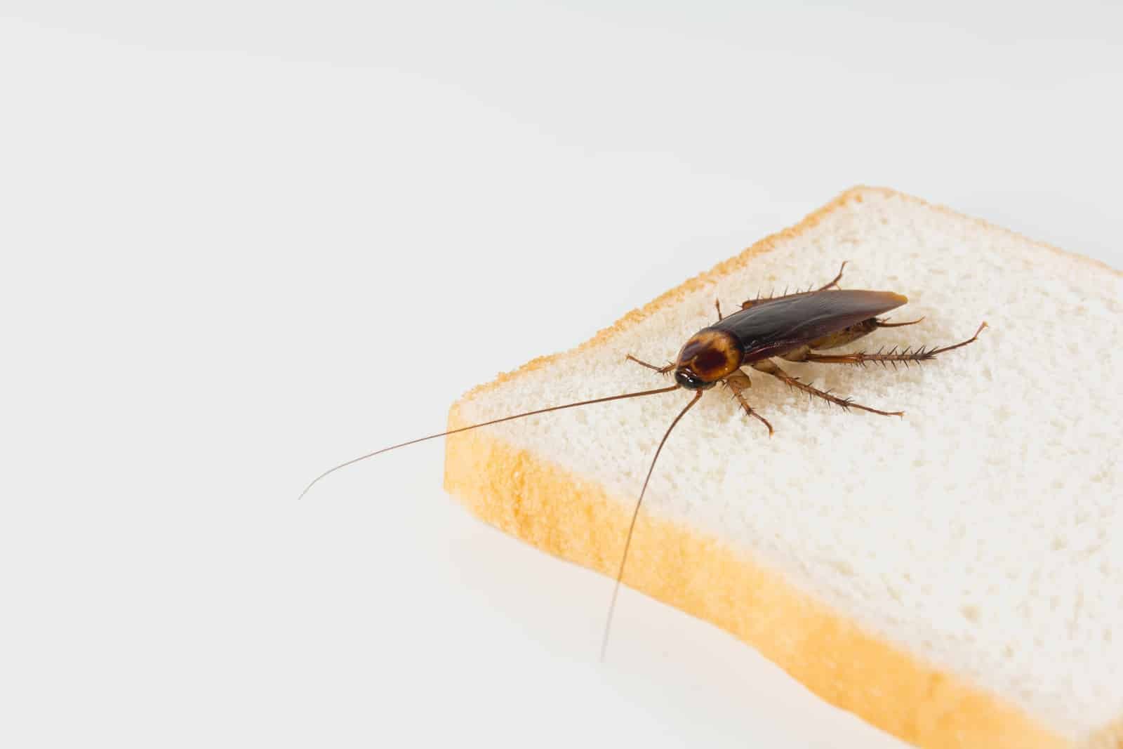 cockroach-on-bread-isolated-hygienedunia blog