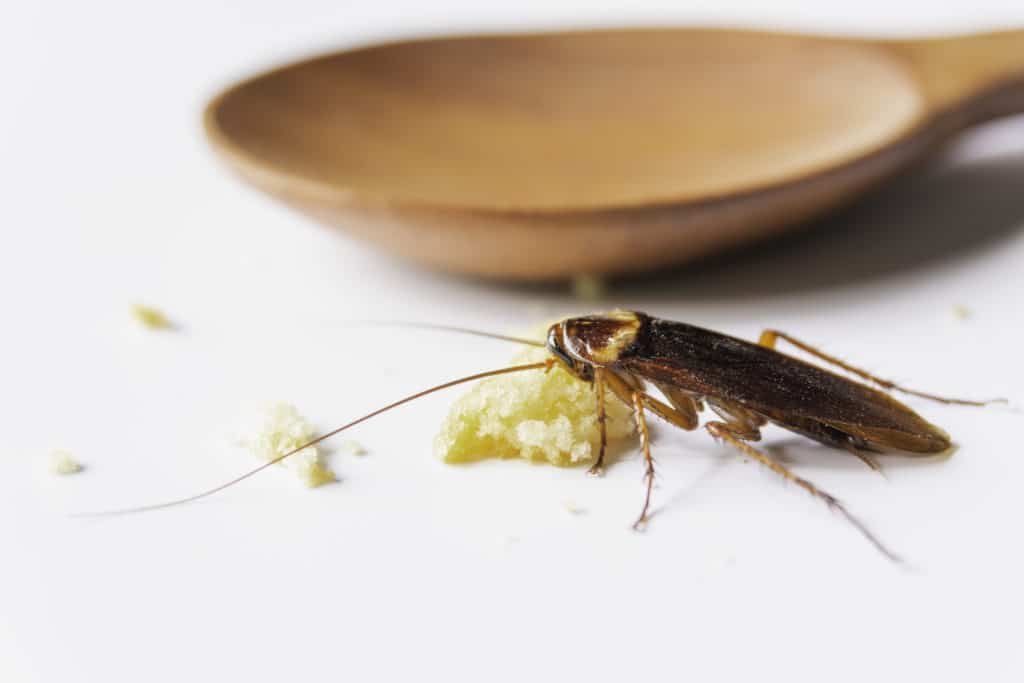 how to get rid of cockroaches - hygienedunia blog