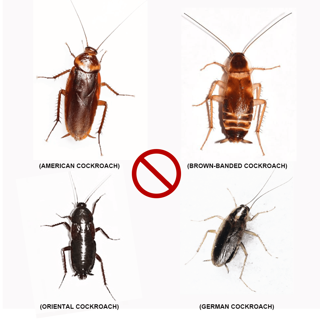 types of cockroaches images - hygienedunia blog